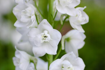 白色のデルフィニウム