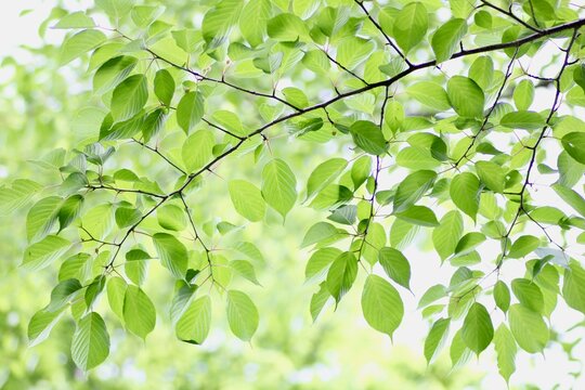 桜の葉っぱ Images Browse 15 Stock Photos Vectors And Video Adobe Stock