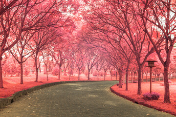 Landscape photos infrared: a trail going down Giang Dien waterfall (Vietnam)