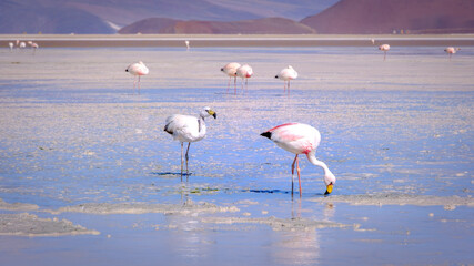 flamingos in the salar
