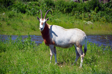 Oryx is a genus consisting of four large antelope species called oryxes. Their fur is pale with...