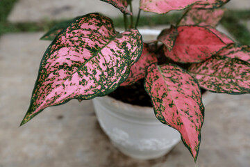 Aglaonema Lady Valentine, one of the most popular Anglaonema because of the attractive pink color of the leaves.