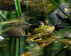 American bullfrog in pond, close up.