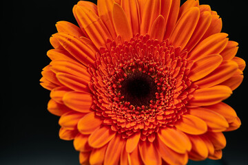 Gerbera Daisy is native to tropical regions of South America, Africa and Asia. The first scientific description of a Gerbera was made by J.D. Hooker in Curtis's Botanical Magazine in 1889 when he desc