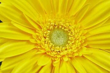 Gerbera Daisy is native to tropical regions of South America, Africa and Asia. The first scientific...