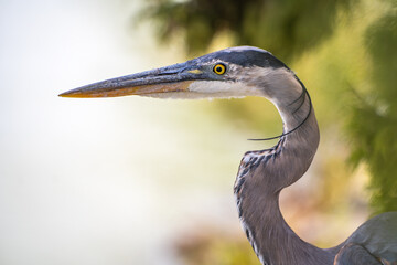 Close up of Great blue heron. Wildlife photography.	