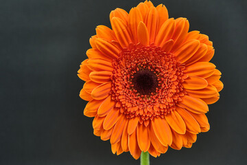 Gerbera Daisy is native to tropical regions of South America, Africa and Asia. The first scientific description of a Gerbera was made by J.D. Hooker in Curtis's Botanical Magazine in 1889 when he desc