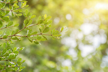 Closeup of green leaves on nature abstract blur background in garden with bokeh light from tree.