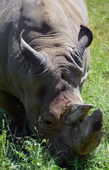 The white rhinoceros or square-lipped rhinoceros is the largest extant species of rhinoceros.  It has a wide mouth used for grazing and is the most social of all rhino species © Daniel Meunier