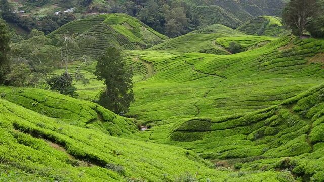 Cameron Highlands Pahang State Malaysia