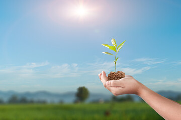 Hands holding seedlings over blur nature background - Beginning of a new life. Environment and...