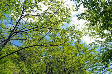 新緑の木々と空