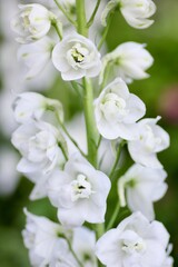 白色のデルフィニウム