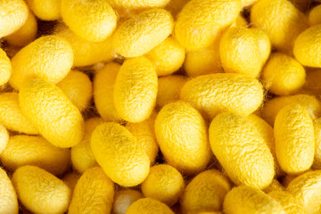 Group of silkworm in yellow cocoon stage background