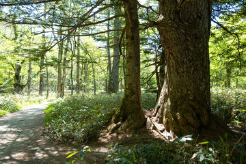 大きな木と遊歩道