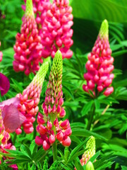 ふしぎなピンクの花