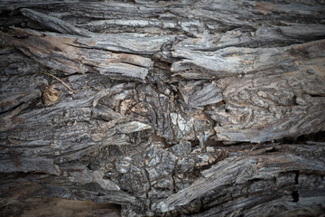photo of a tree, bark of a textured tree.Bark tree background