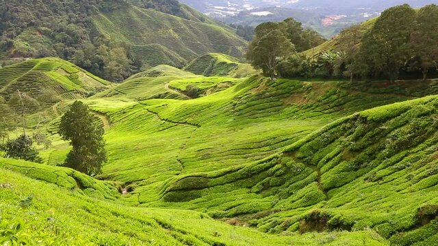 Cameron Highlands Pahang State Malaysia