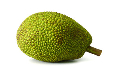 Jack fruit growing hanging from branch on white background