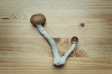 Fototapeta na wymiar Magic mushrooms - Golden teacher (Psilocybe cubensis) lies on the Wooden desk. Natural Antidepressant