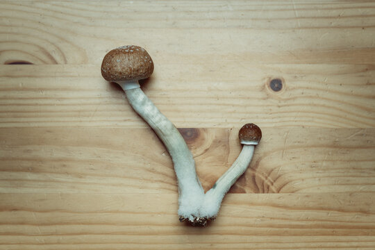 Magic mushrooms - Golden teacher (Psilocybe cubensis) lies on the Wooden desk. Natural Antidepressant