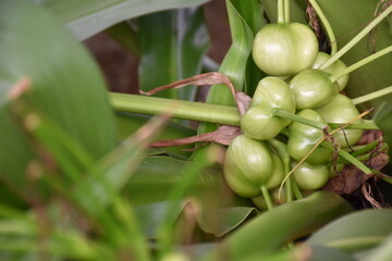 Beautiful scenery in Changi Village sea beach ,Singapore 
