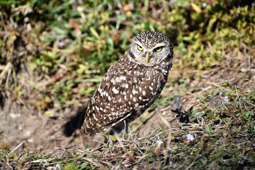 Burrowing Owl