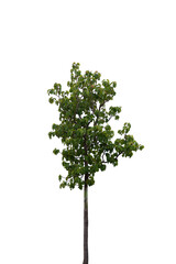 Naklejka premium Beautifull green tree on a white background in high definition.Tropical tree on white background for architecture designing