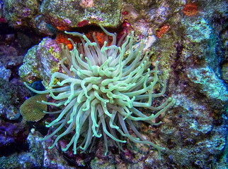 Fototapeta na wymiar Giant sea anemone in the shallow coral depths of Bonaire.