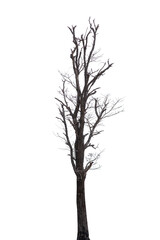 black tree silhouettes isolated on white background , silhouette of trees.Isolated dead tree on a white background