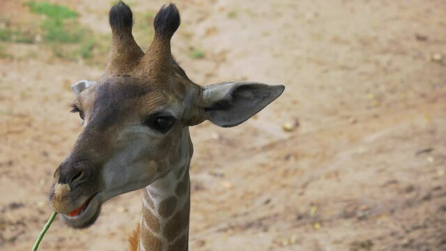 Giraphase feeding in a preservation area.