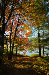 Sunrise above forest lake