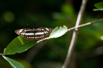 Common Sailor butterfly - Neptis Hylas on green leaf in wood in Laos