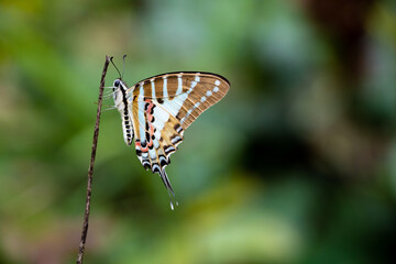 Spot Swordtail - Graphium nomius perched on a branch in wood in Laos