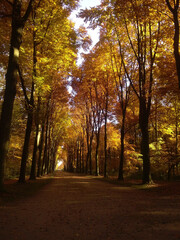 autumn in the forest