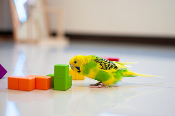 A Budgerigar playing with toy blocks. Melopsittacus undulatus. © shawnfighterlin