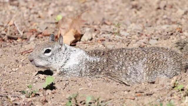  Squirrel lifts head and sniffs the air in chuffing motions.