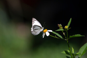 white butterfly on a flower