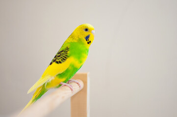 A Budgerigar standing on the branch. Melopsittacus undulatus.