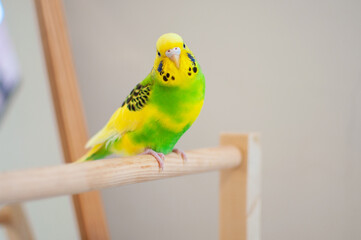 A Budgerigar standing on the branch. Melopsittacus undulatus.