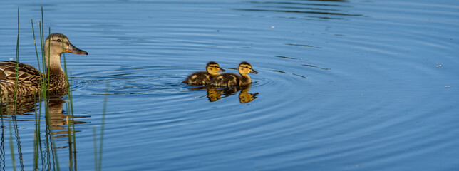 Mother mallard duck with two small ducklings swimming in a blue pond with green reeds
