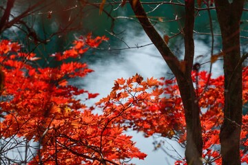 赤く色づいたモミジの紅葉と弁天沼のコラボ情景＠五色沼、福島