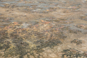 muddy dry fish farm background