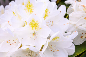 Fototapeta na wymiar Closeup of interesting white and yellow rhododendron blooming in a spring garden 