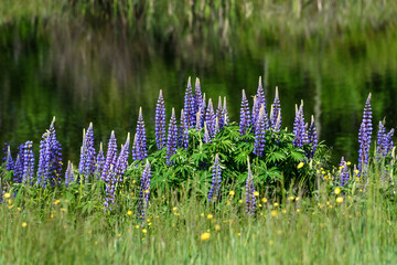 Beautiful blue-purple lupine wildflowers blooming in a meadow, as a nature background
 - obrazy, fototapety, plakaty