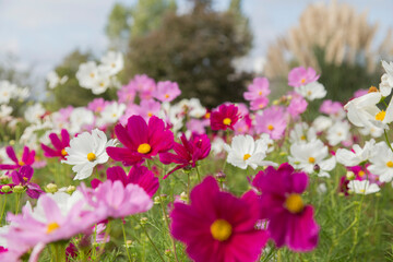 コスモス畑