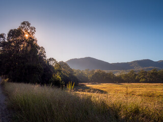 Fototapeta na wymiar Sunny Morning at the Edge of a Field