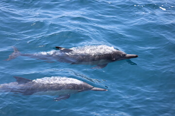 pair of dolphins
