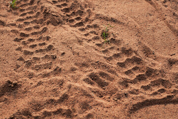 Motorcycle wheel marks on the ground