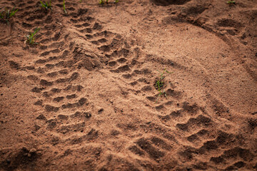 Motorcycle wheel marks on the ground